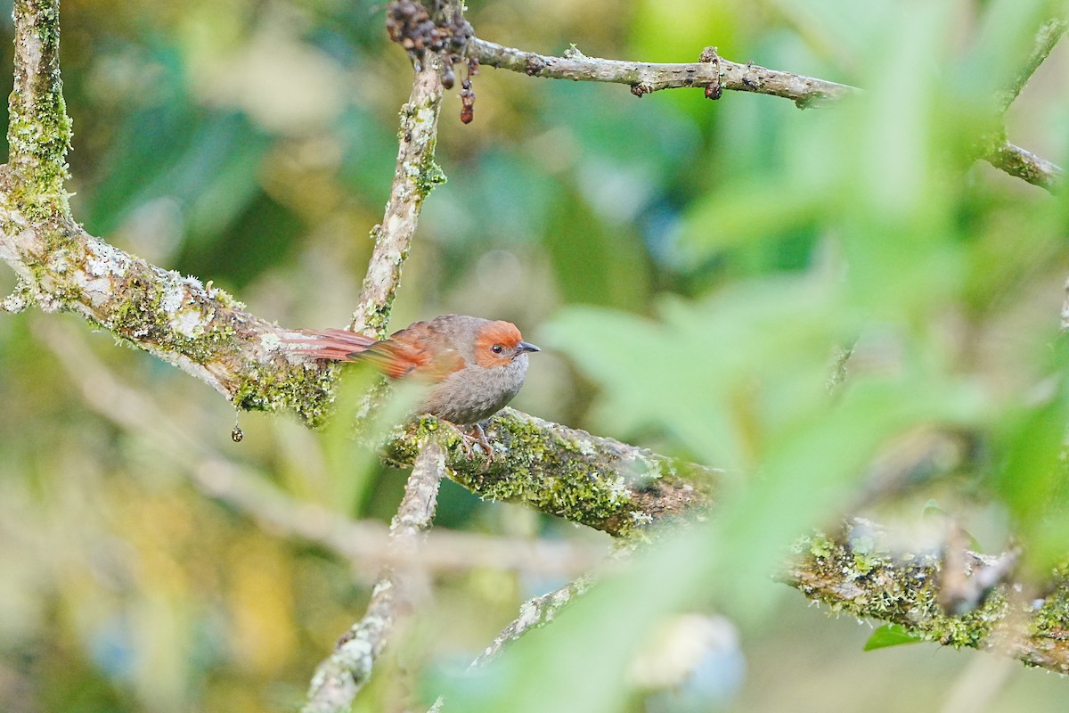Red-faced Spinetail - ML633097335