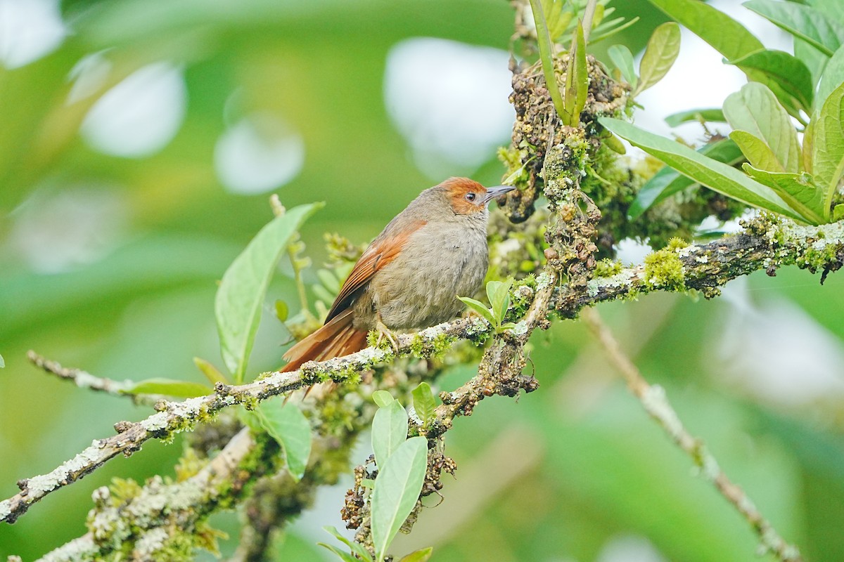 Red-faced Spinetail - ML633097351