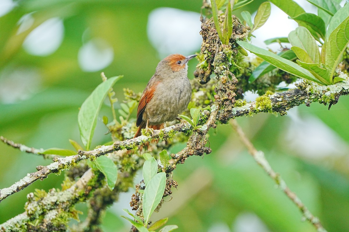 Red-faced Spinetail - ML633097361