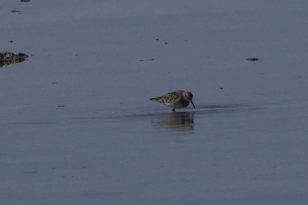 Baird's Sandpiper - ML633097426