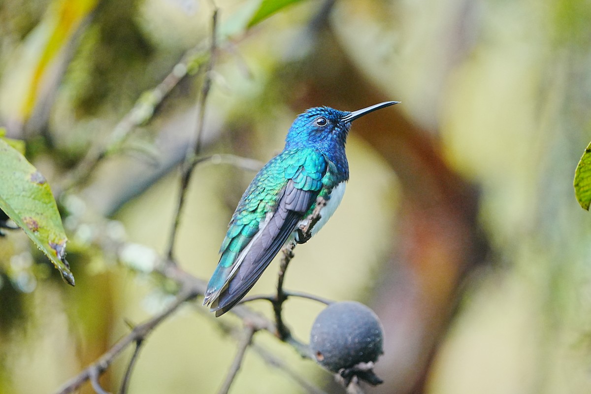 White-necked Jacobin - ML633097487