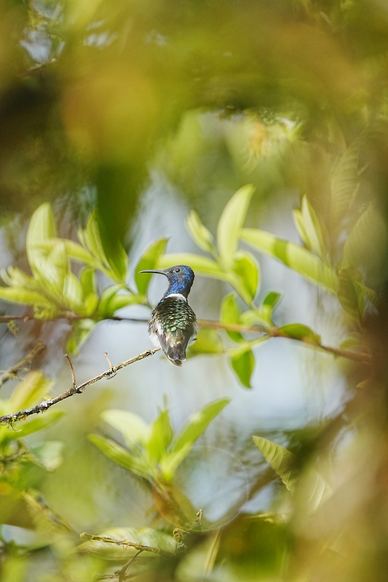 White-necked Jacobin - ML633097507