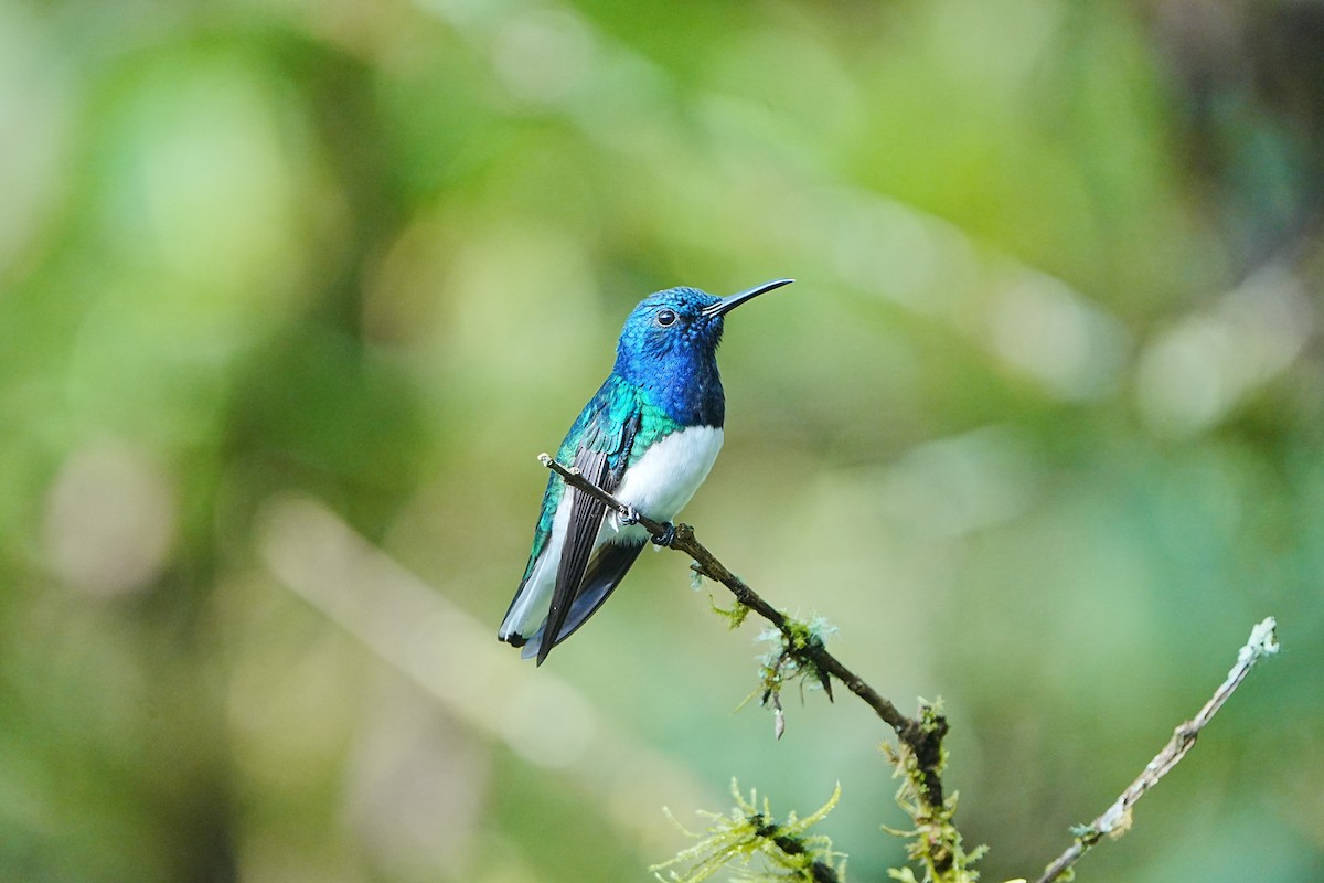 White-necked Jacobin - ML633097539