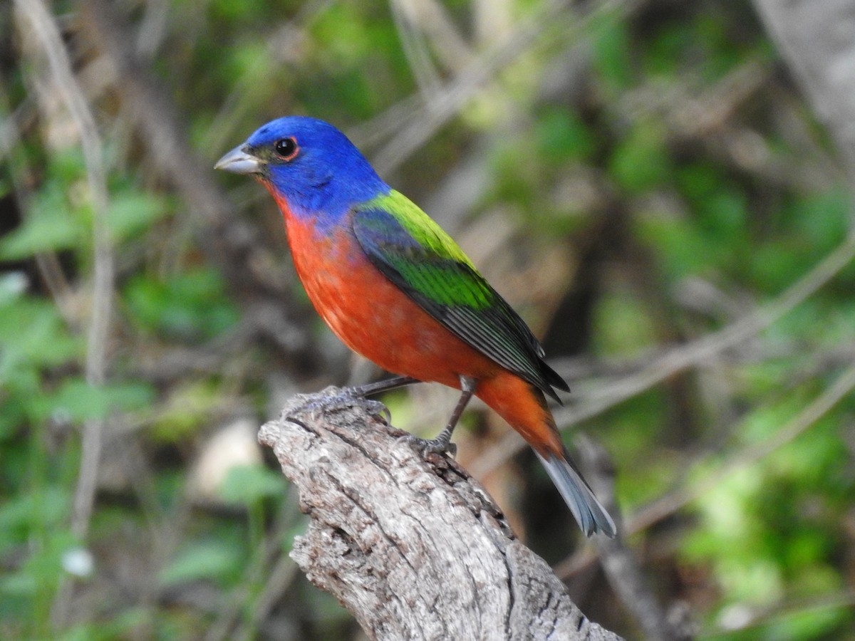 Painted Bunting - ML633097542