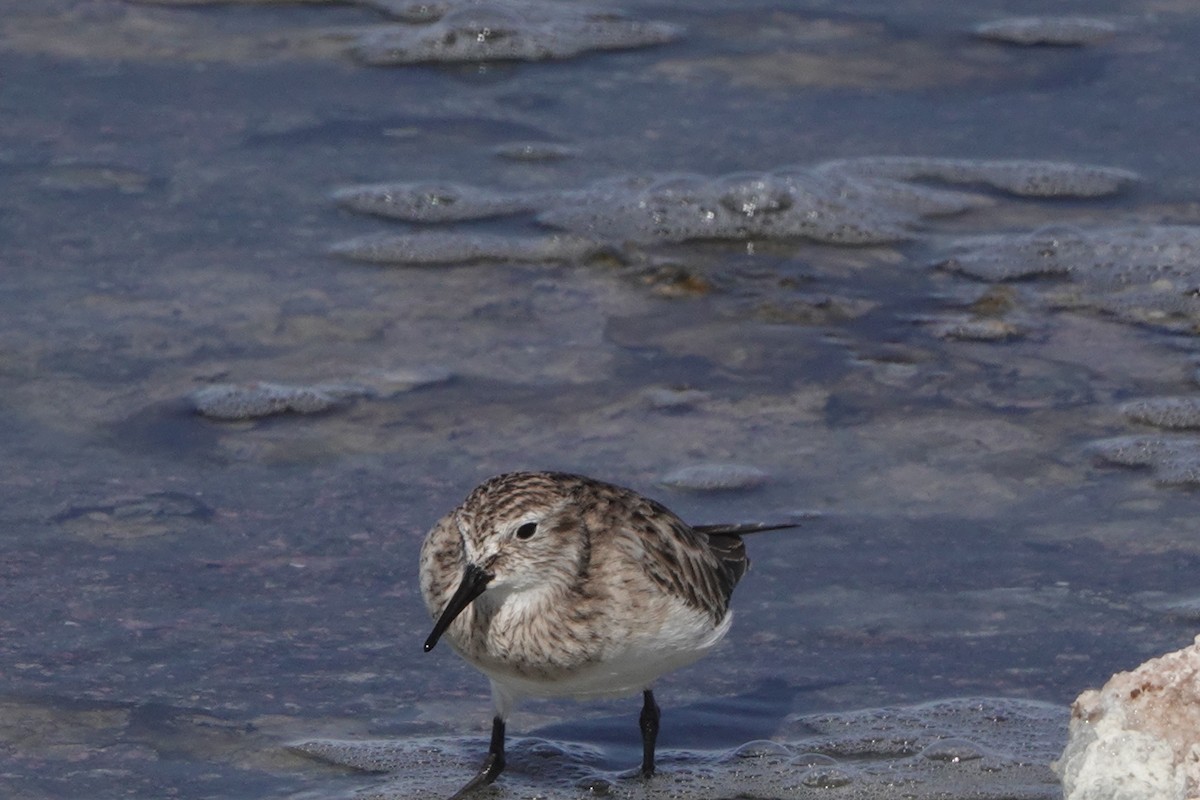 Baird's Sandpiper - ML633097558