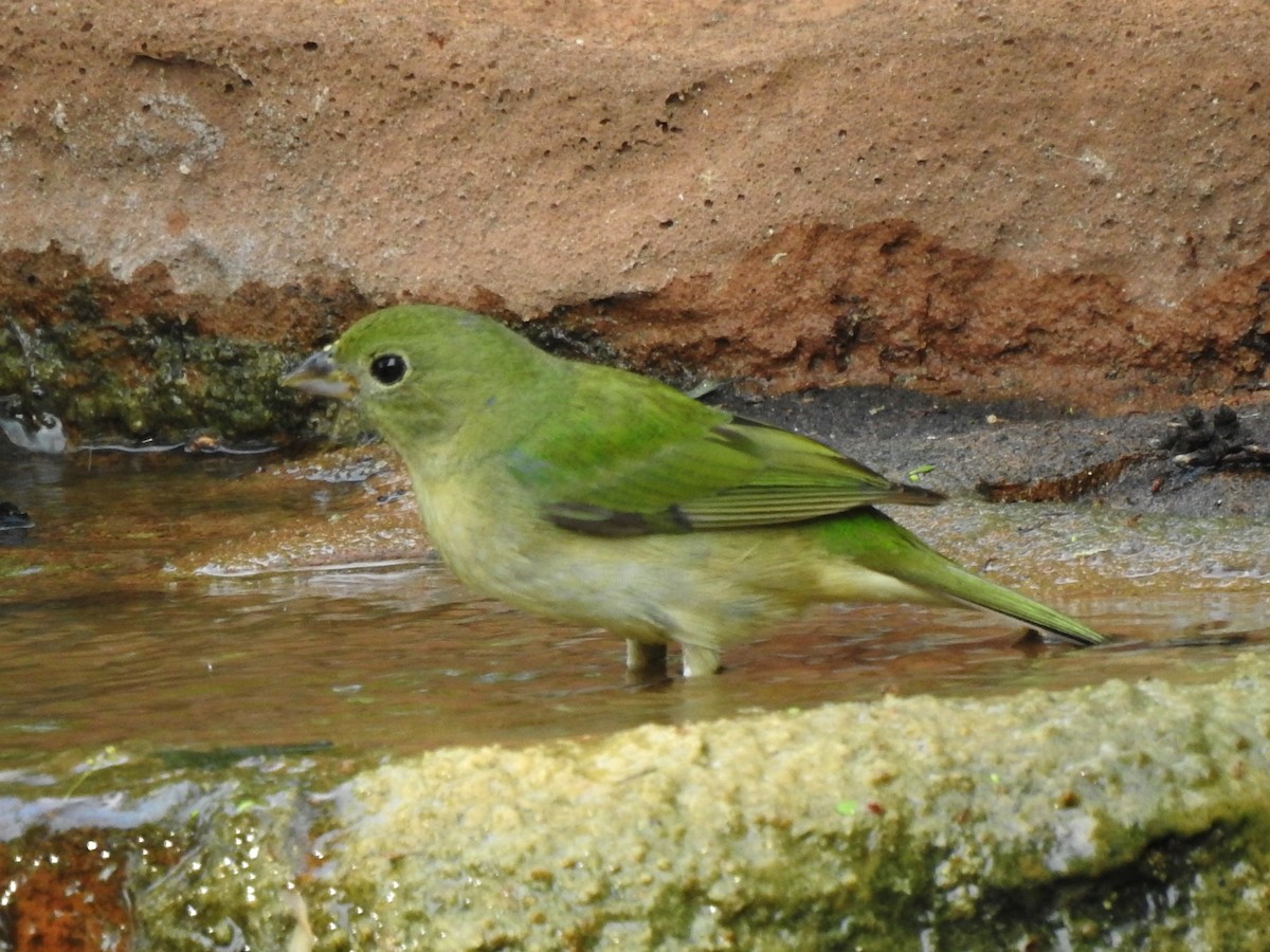 Painted Bunting - ML633097563