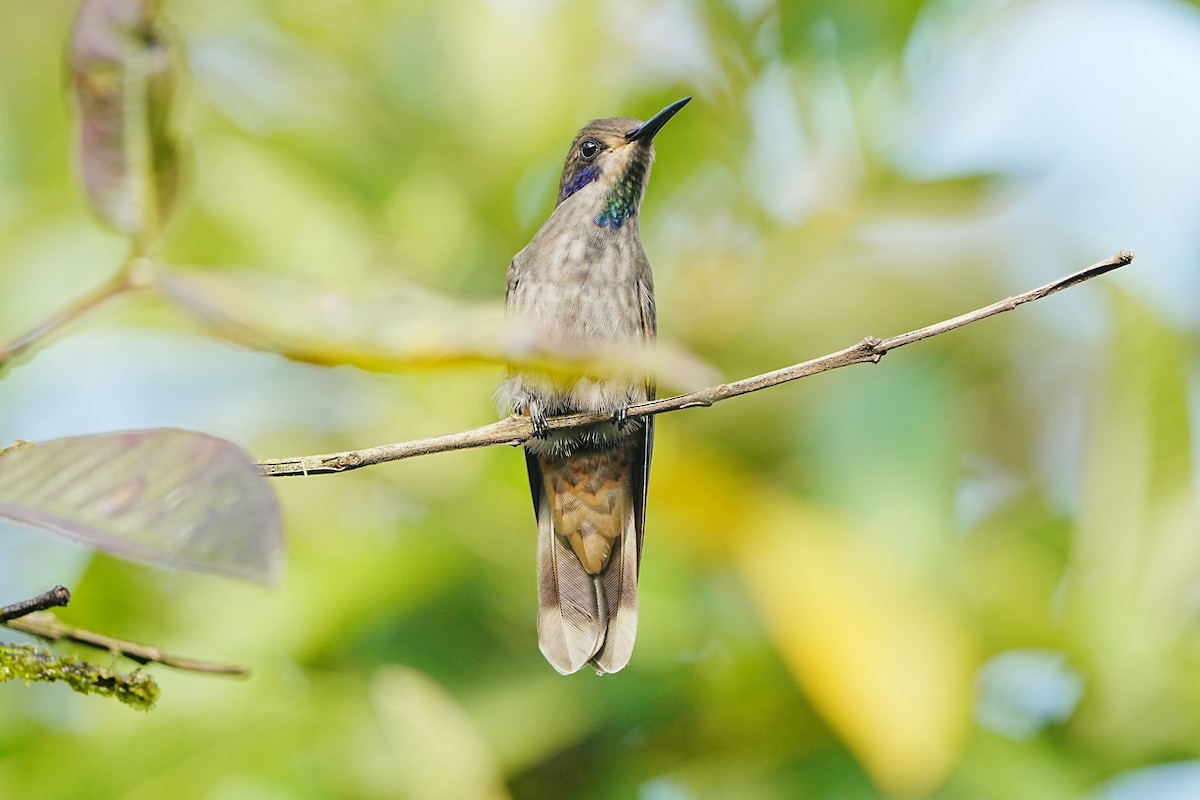 Brown Violetear - ML633097580