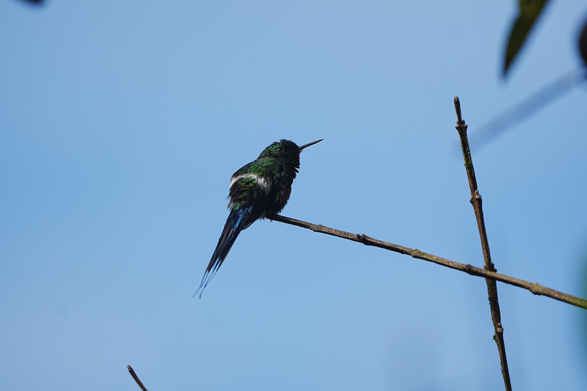 Green Thorntail - ML633097585