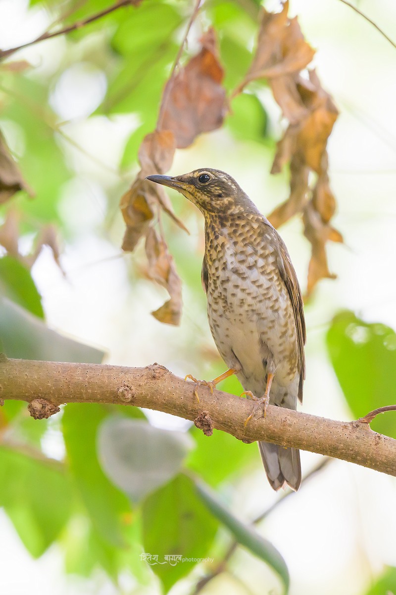 Siberian Thrush - ML633097669