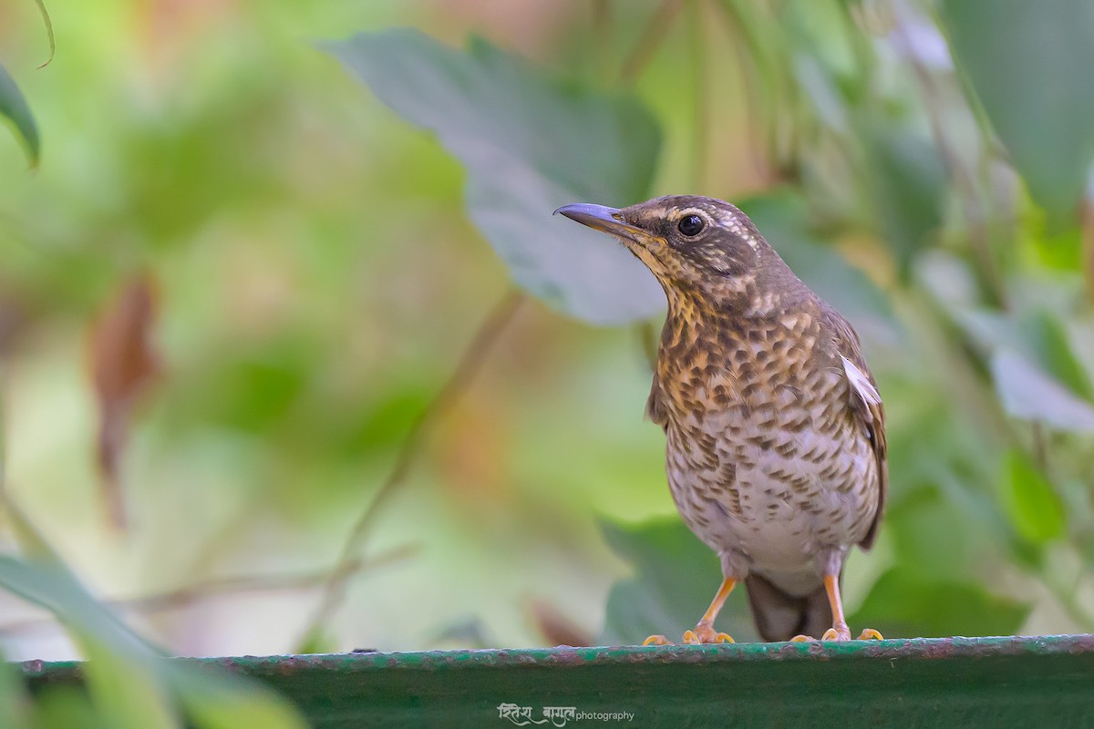 Siberian Thrush - ML633097670