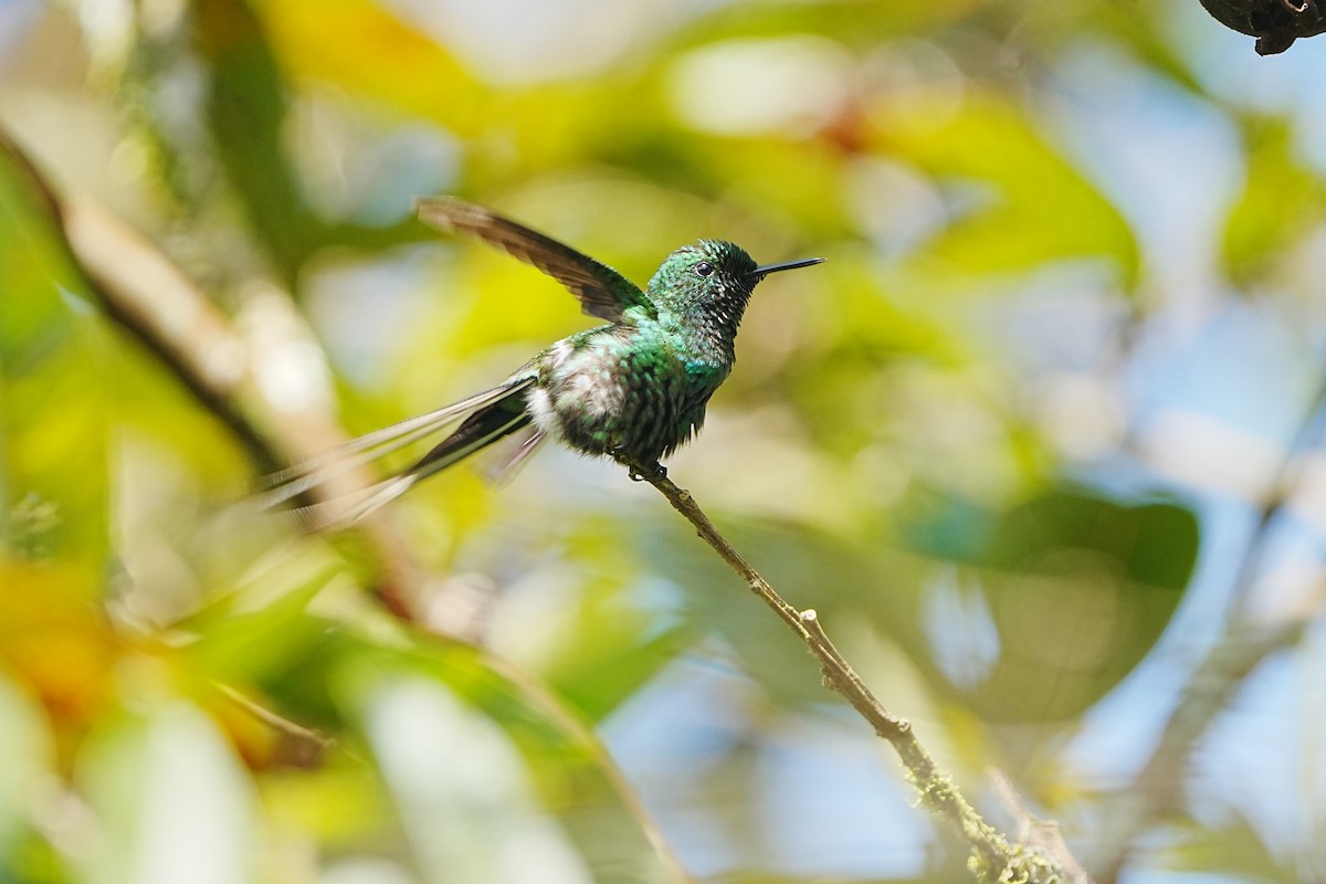 Green Thorntail - ML633097672
