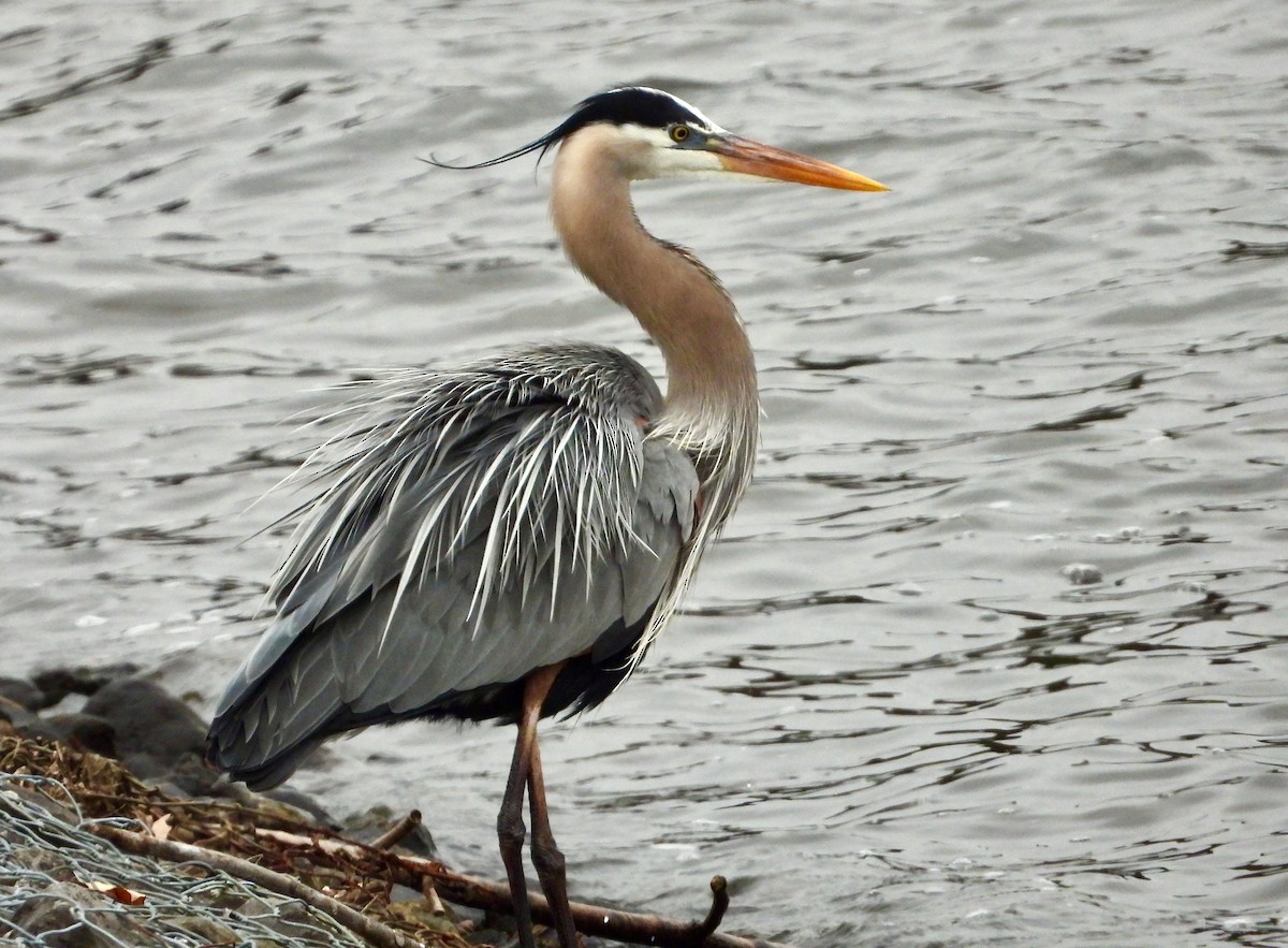 Great Blue Heron - ML633097684