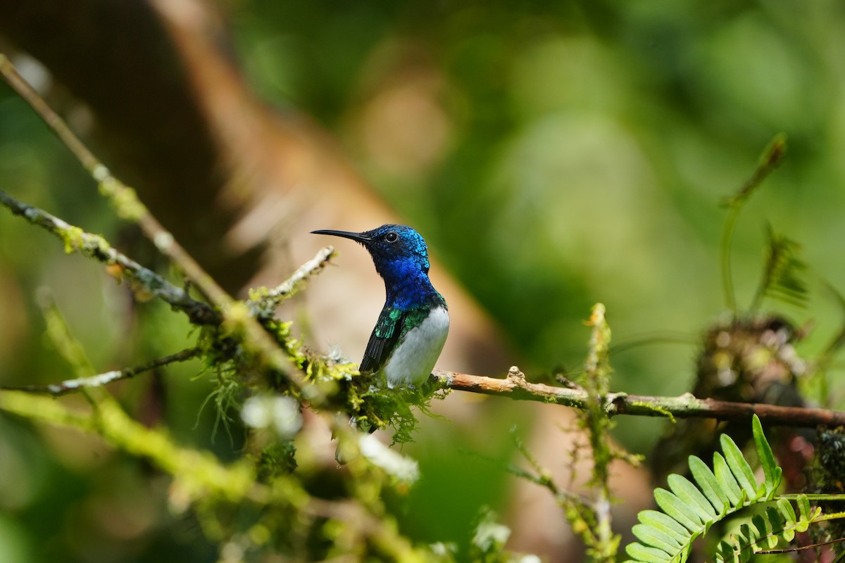 White-necked Jacobin - ML633097692