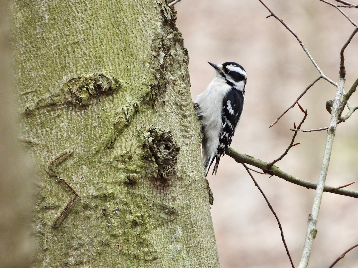 Downy Woodpecker - ML633097693