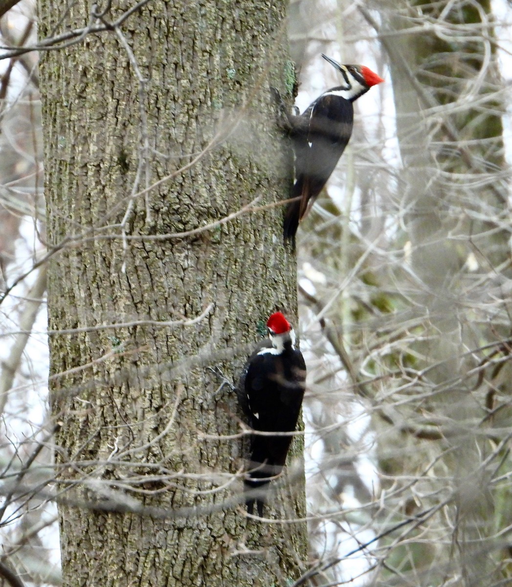 Pileated Woodpecker - ML633097698