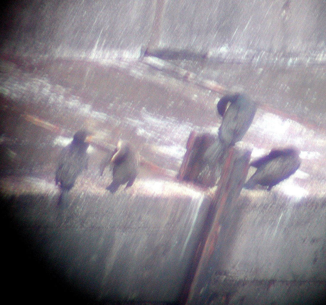 Cormoran huppé (aristotelis) - ML63309771