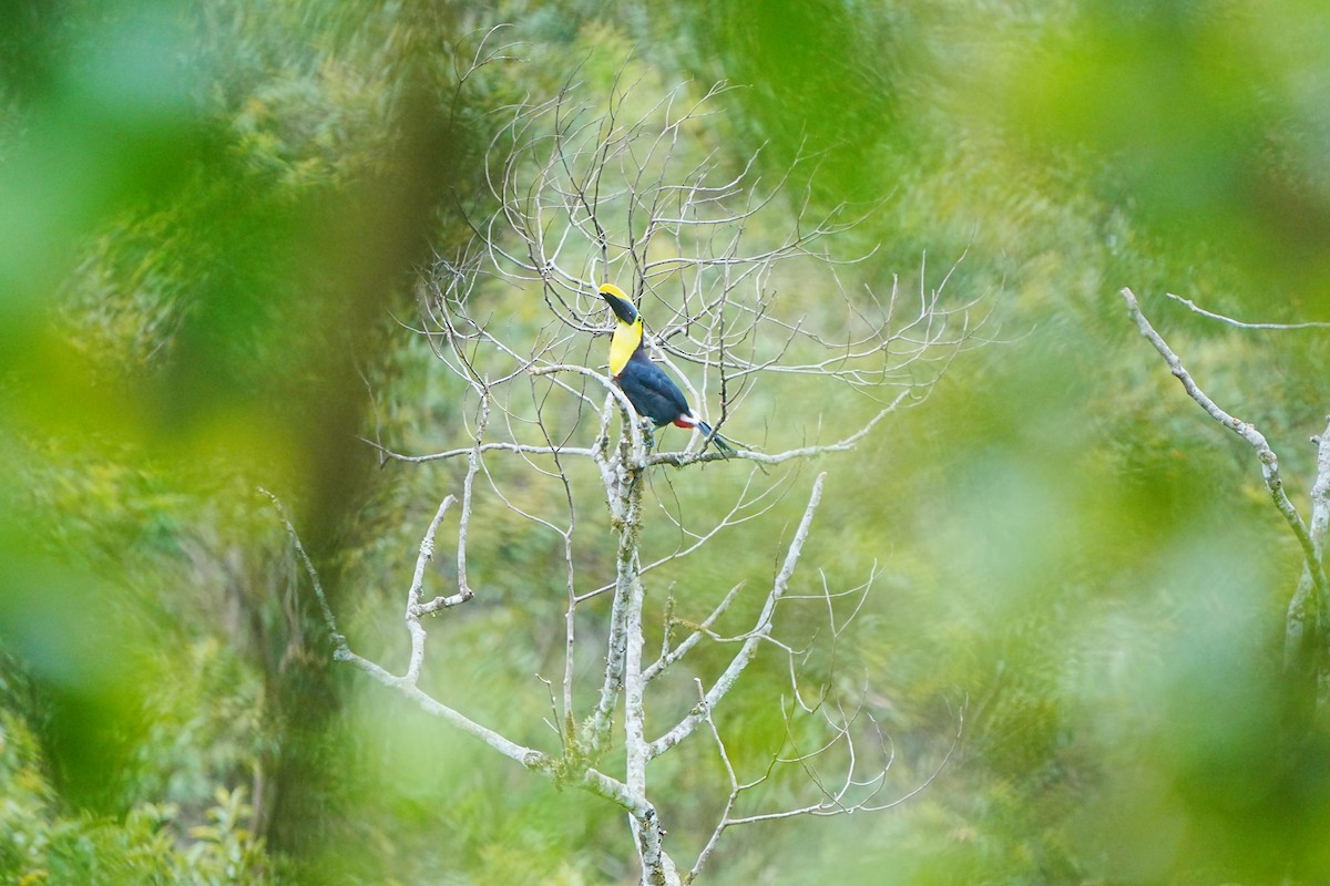 Toucan du Choco - ML633097784