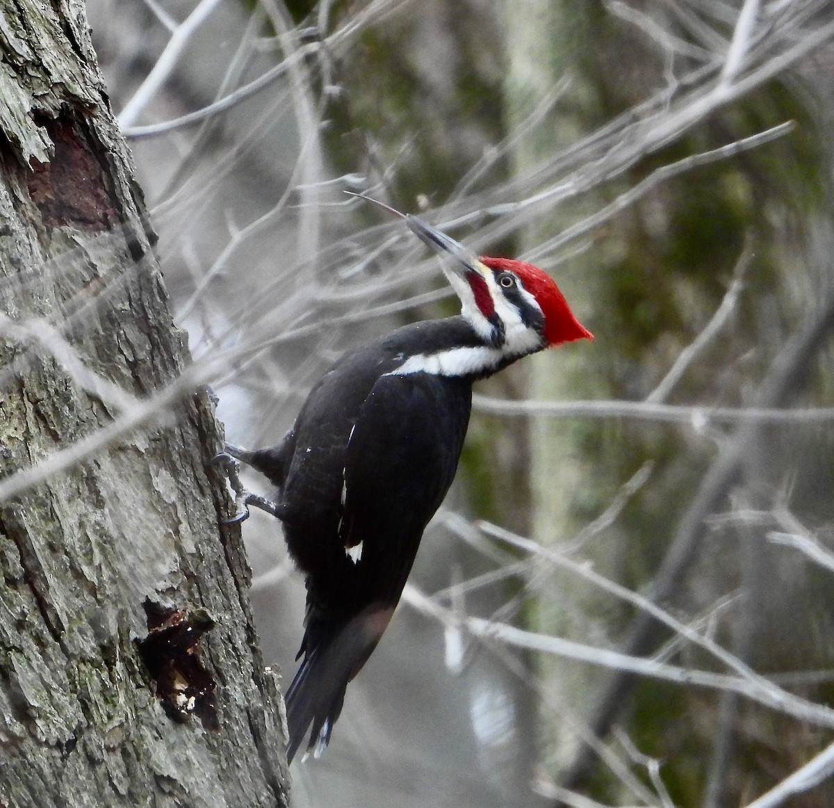 Pileated Woodpecker - ML633097801