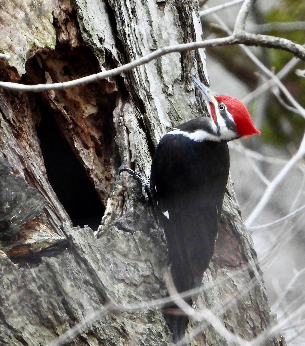 Pileated Woodpecker - ML633097802