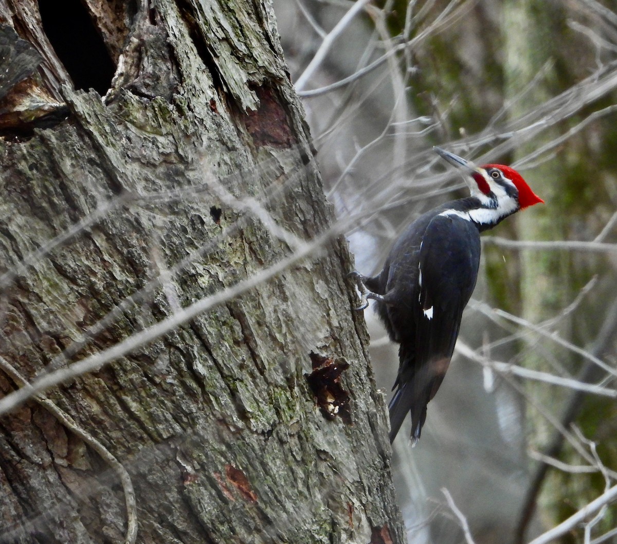 Pileated Woodpecker - ML633097803