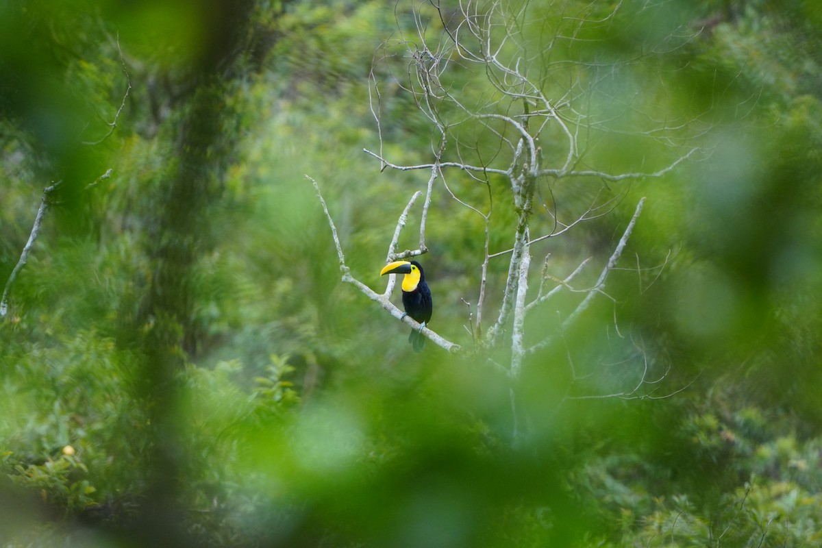 Toucan du Choco - ML633097813
