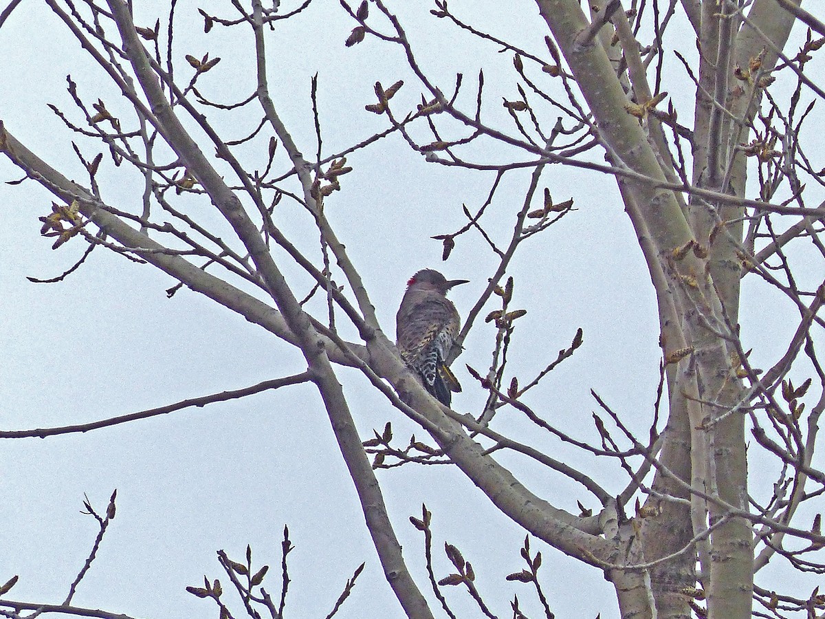 Northern Flicker (Yellow-shafted) - Robert Peck