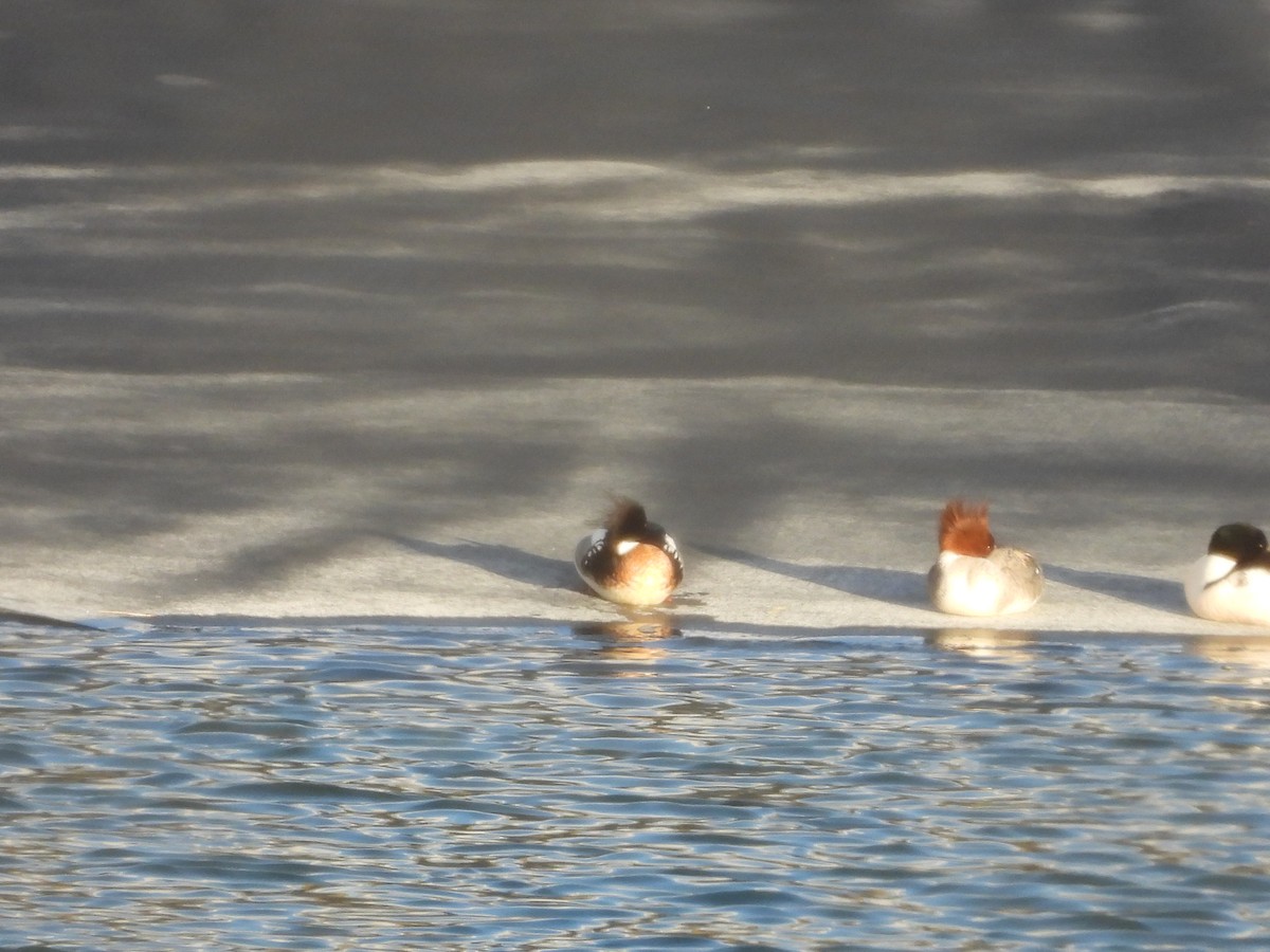 Red-breasted Merganser - ML633097894