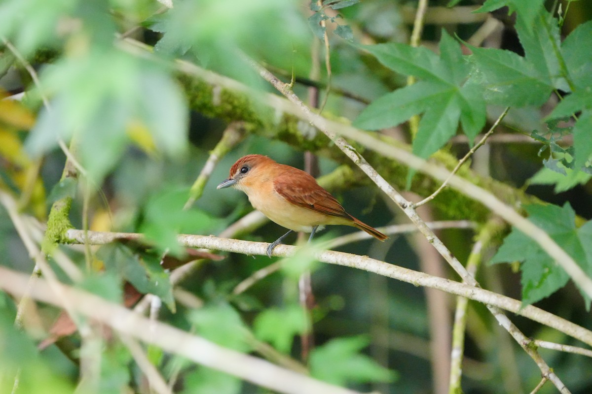Cinnamon Becard - ML633097984