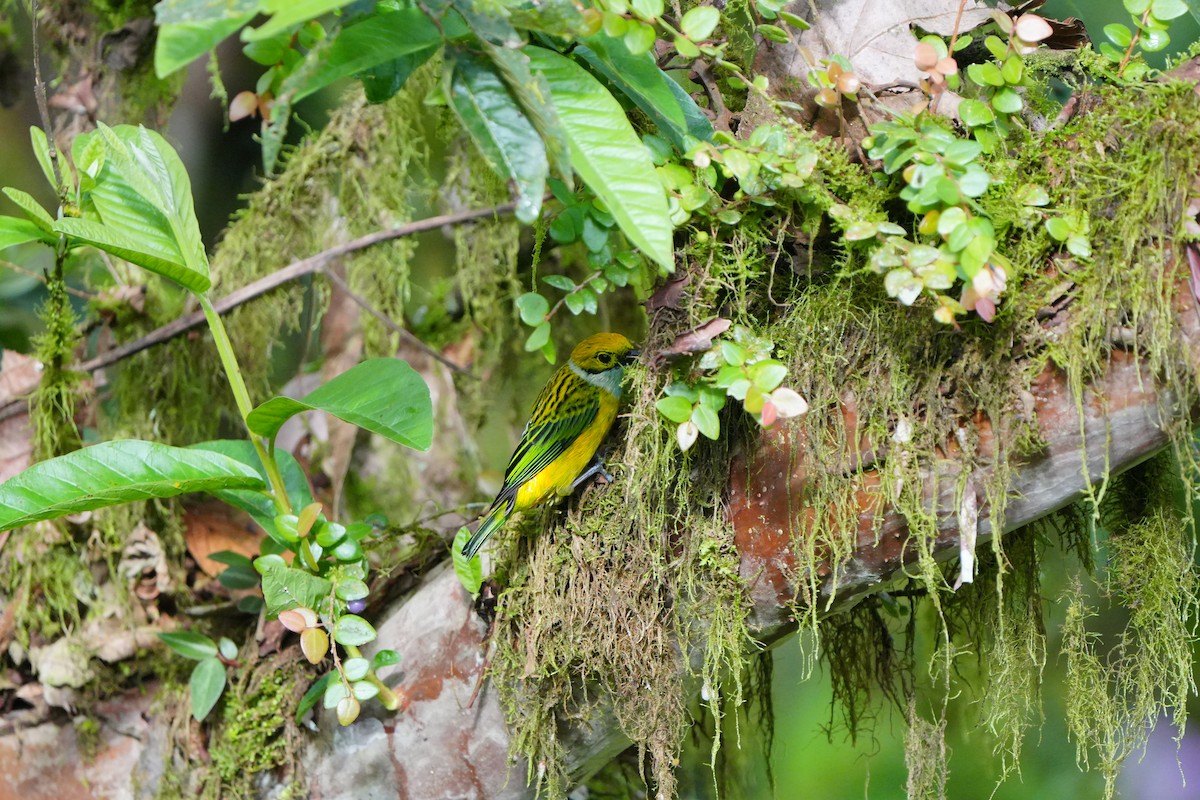 Silver-throated Tanager - ML633098014