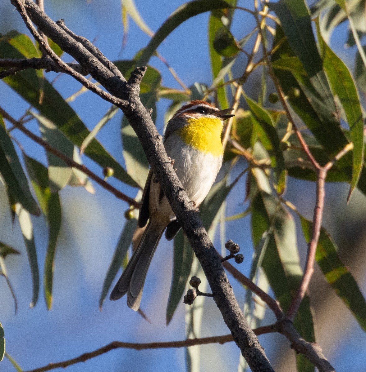 Rufous-capped Warbler (rufifrons Group) - ML633098039