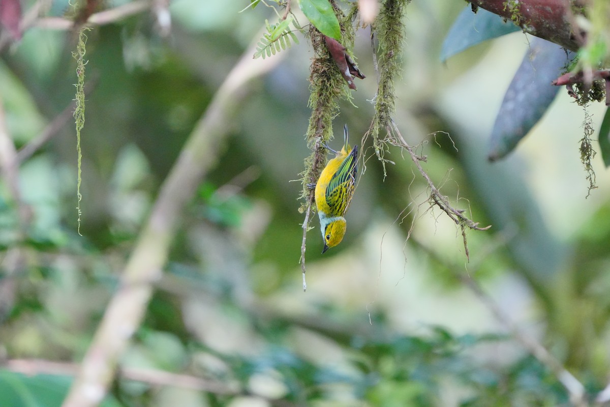 Silver-throated Tanager - ML633098048