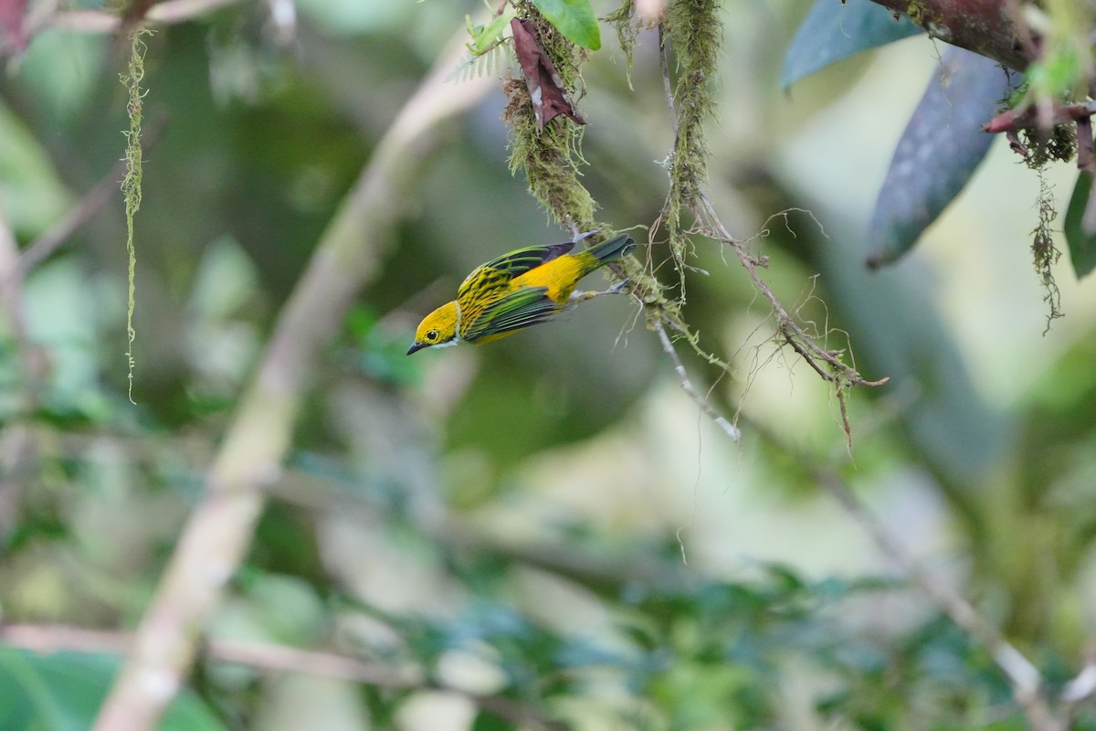 Silver-throated Tanager - ML633098053