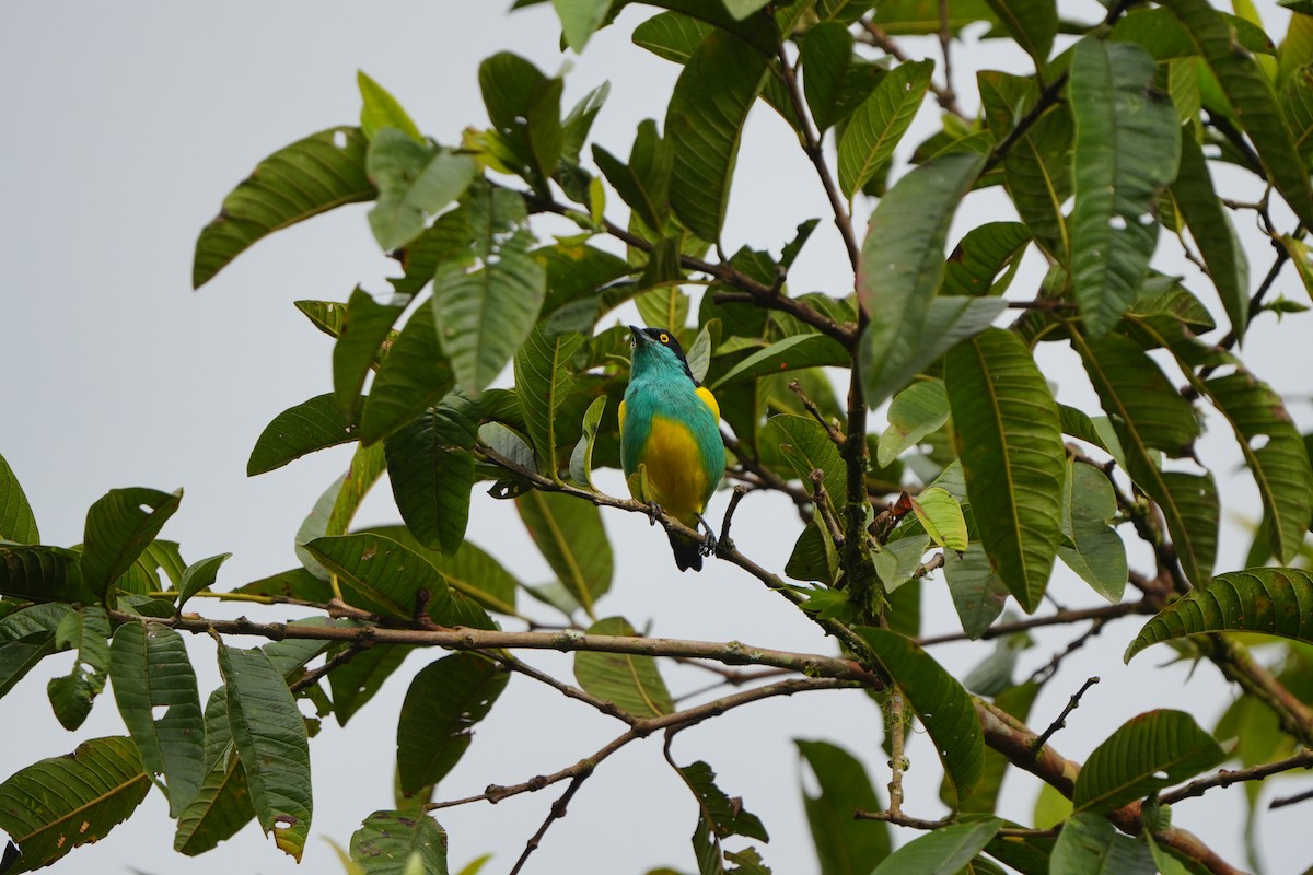 Black-faced Dacnis - ML633098086