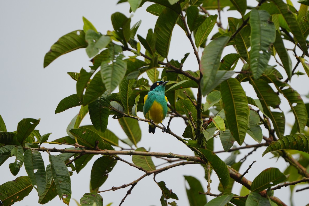 Black-faced Dacnis - ML633098090