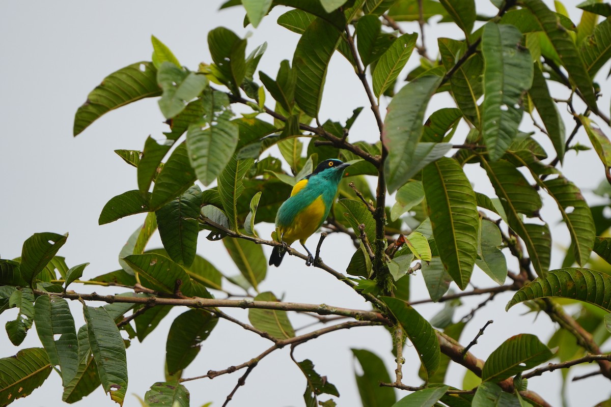Black-faced Dacnis - ML633098096