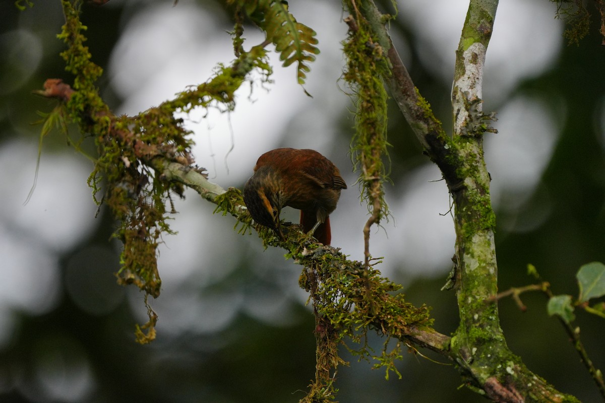 Scaly-throated Foliage-gleaner - ML633098116