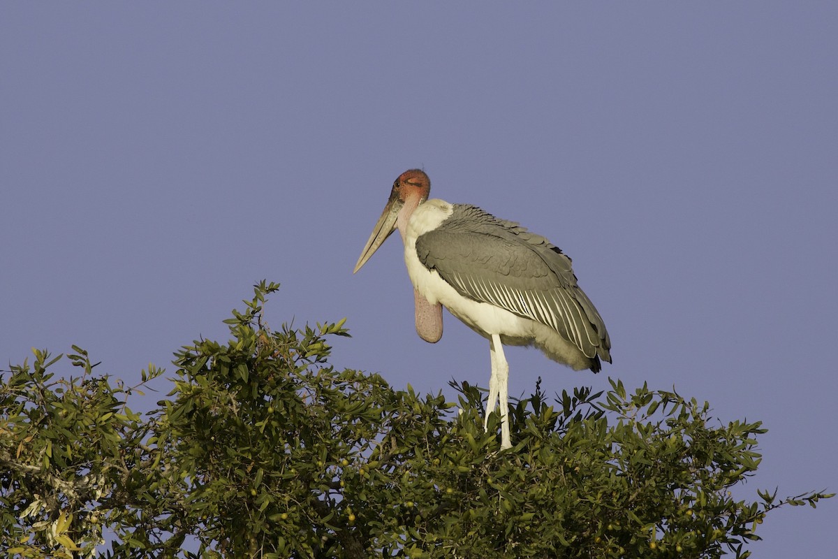 Marabou Stork - ML633098467
