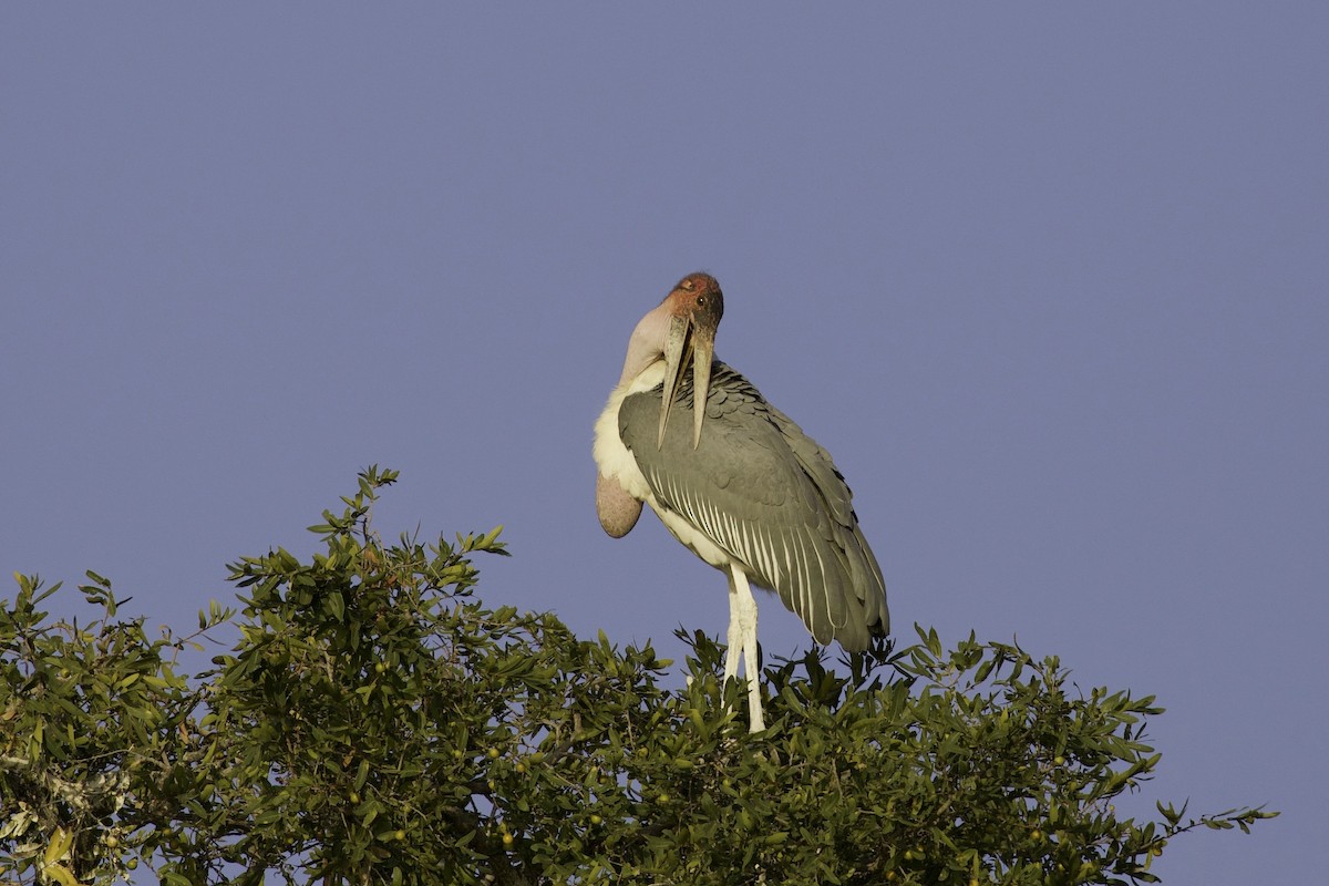 Marabou Stork - ML633098474