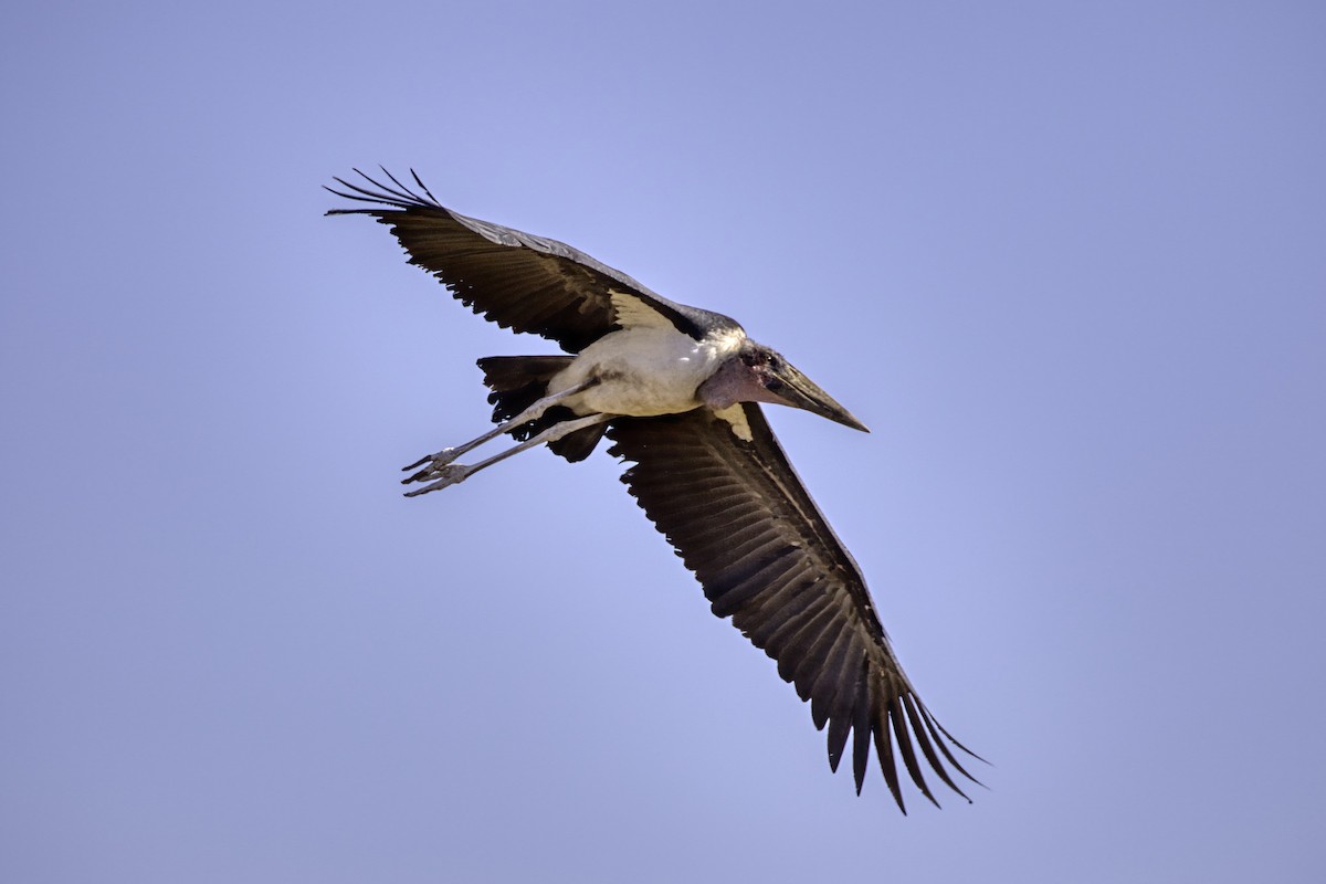 Marabou Stork - ML633098481