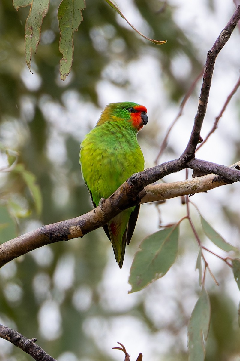 Little Lorikeet - ML633098484