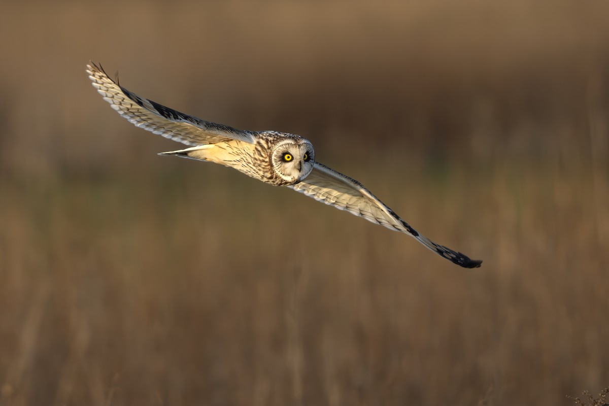 Short-eared Owl - ML633098487