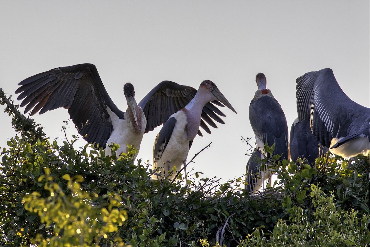 Marabou Stork - ML633098500