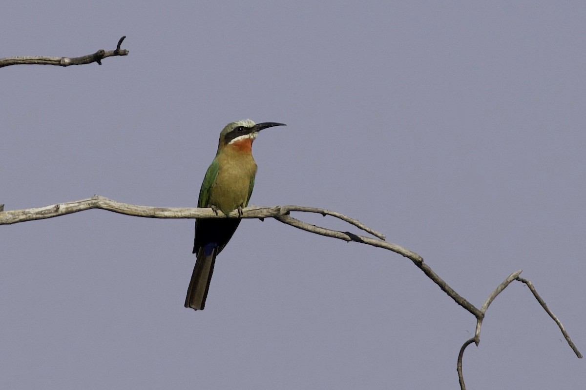 White-fronted Bee-eater - ML633098530