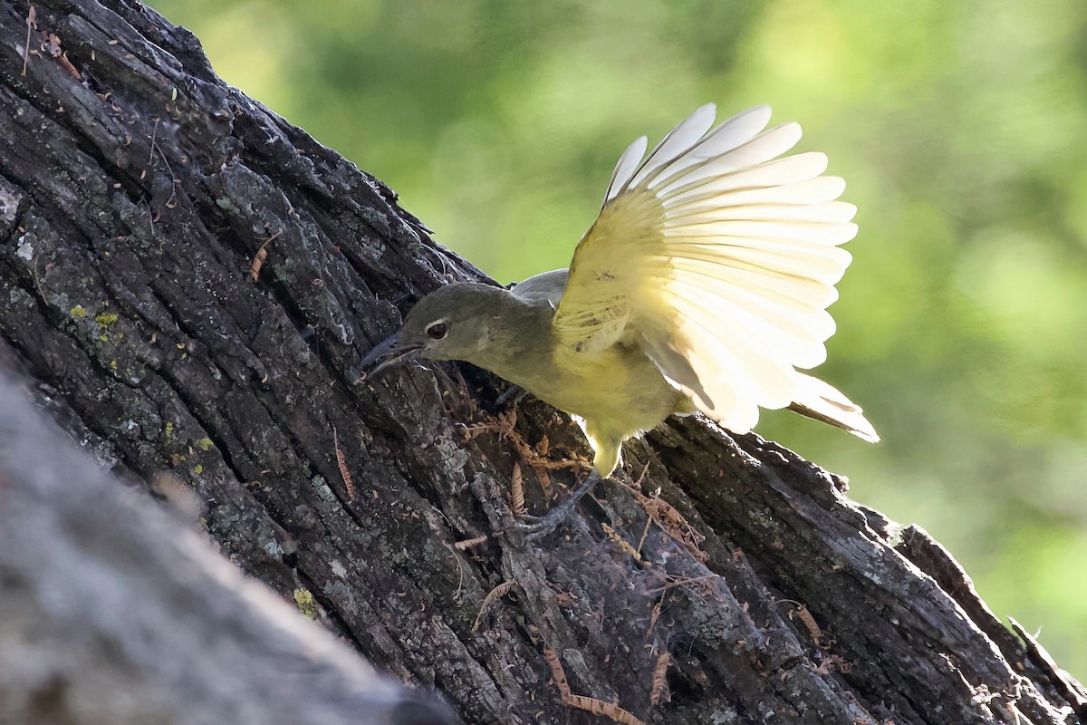 Yellow-bellied Greenbul - ML633098544
