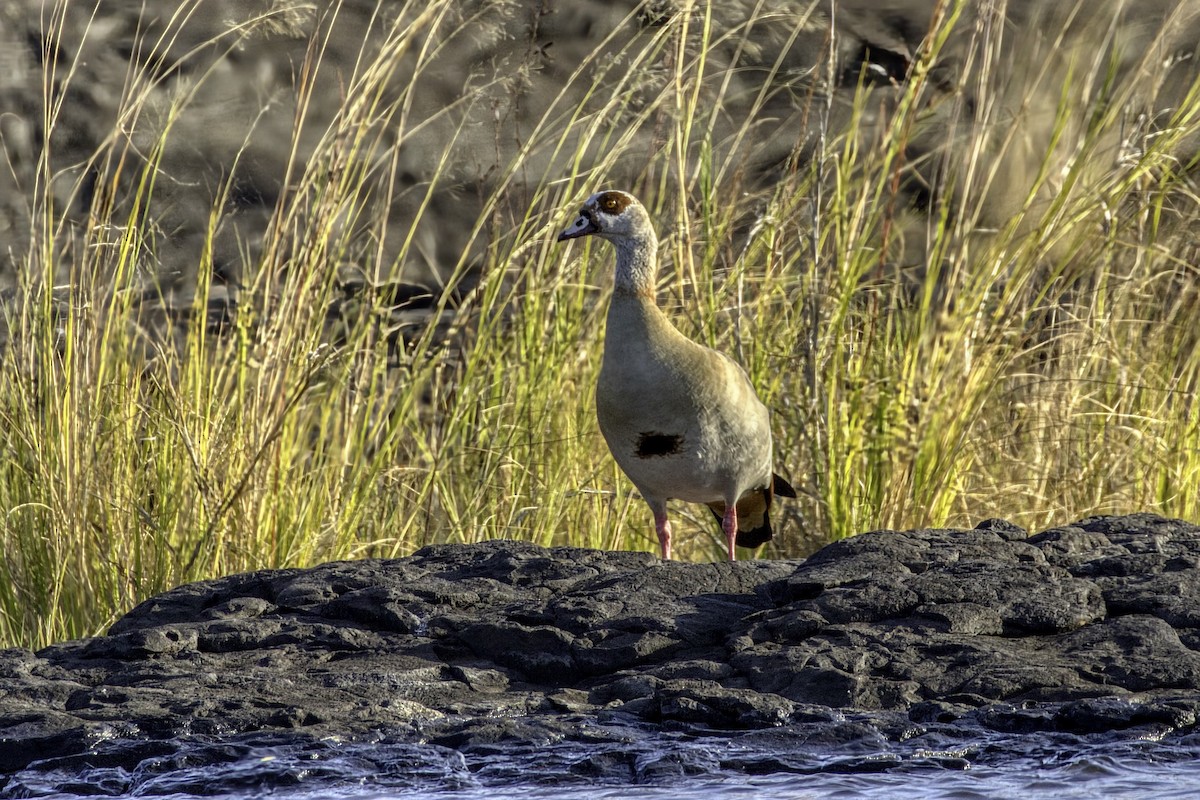 Egyptian Goose - ML633098559
