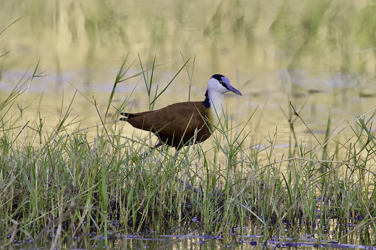 African Jacana - ML633098567