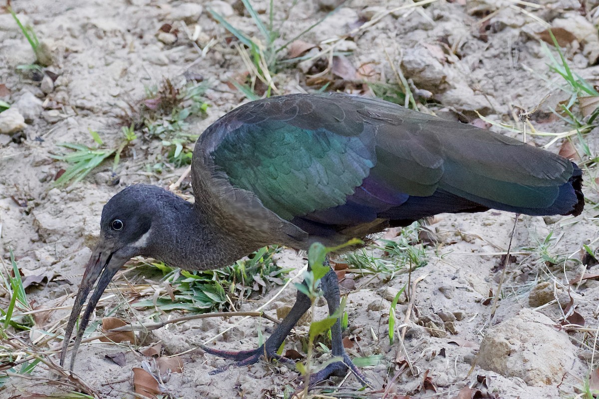 Hadada Ibis - ML633098577