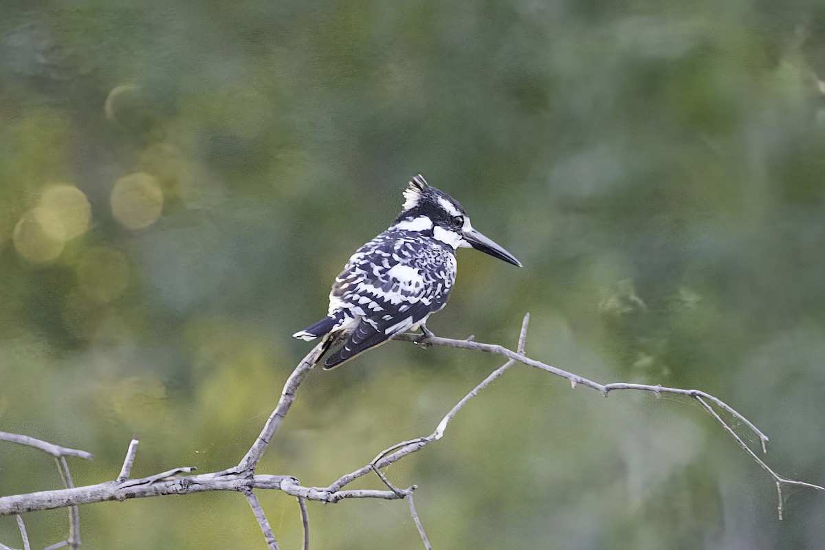 Pied Kingfisher - ML633098587