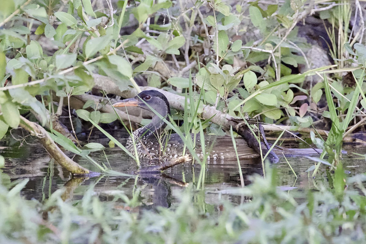 African Finfoot - ML633098598