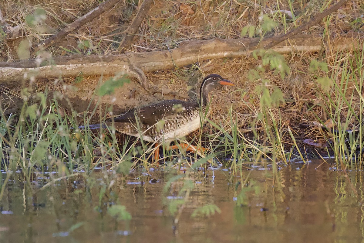 African Finfoot - ML633098599